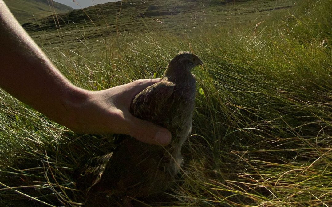 Repoblación de la perdiz pardilla en las montañas de la Val d’Aran