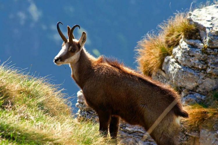 CERRADA LA CAZA DEL ISARD